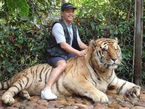 按照山东好汉武松打虎方法，现代人能不能打死一只老虎？！