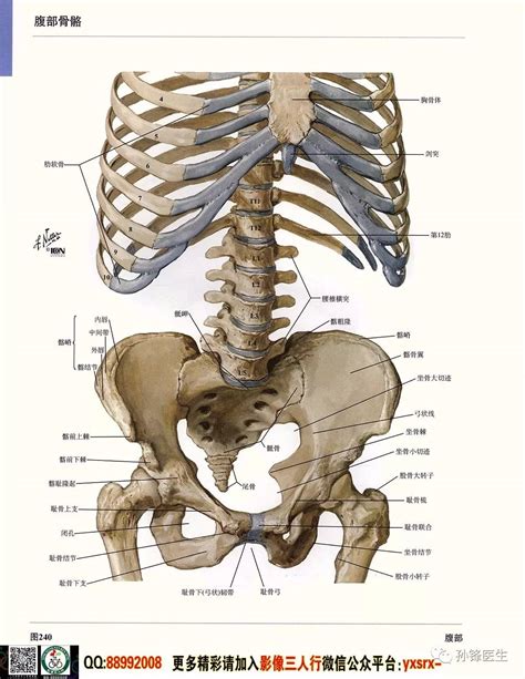 高清3D人体解剖图谱_3d人体结构-CSDN博客