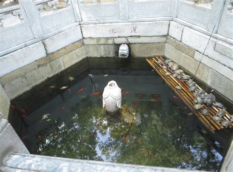 为何寺庙放生池的放生龟不见多，反而更少？和尚无奈说出原因
