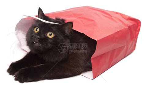 黑猫在孤立的红色袋子高清图片下载-正版图片503156533-摄图网