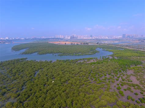 北海红树林宝宝茁壮长-广西高清图片-中国天气网