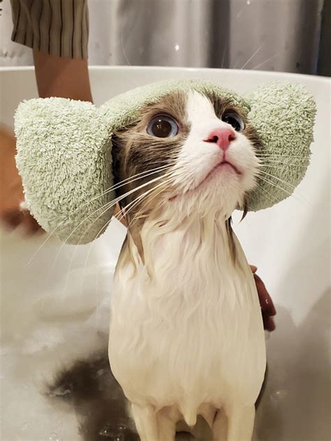 一只猫洗澡照片摄影图片_ID:160654227-Veer图库