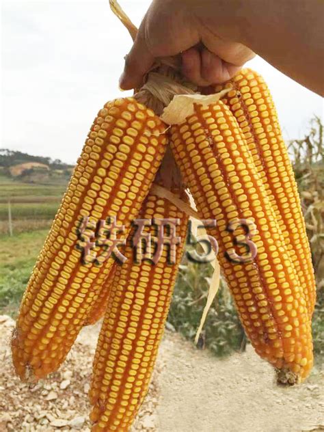 玉米种子的十大品种（玉米种子哪个品牌的好）_玉环网