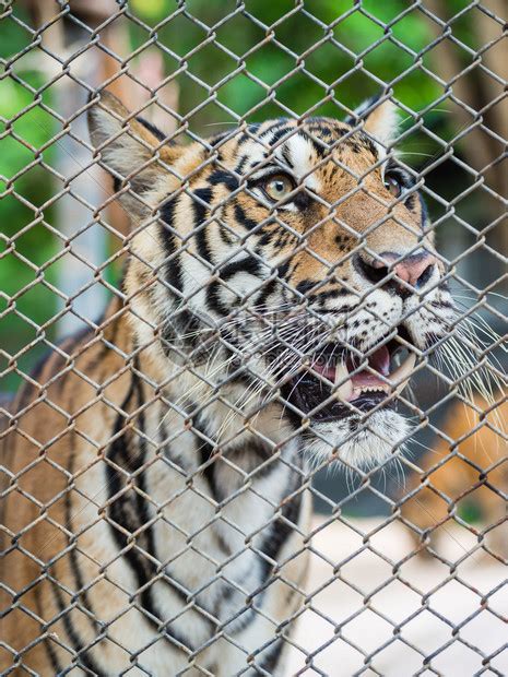 动物园笼子里的孟加拉虎高清图片下载-正版图片300873596-摄图网
