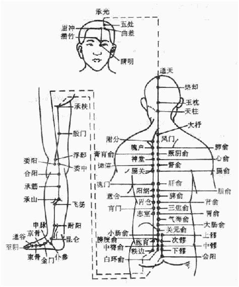 膀胱经经络图图片