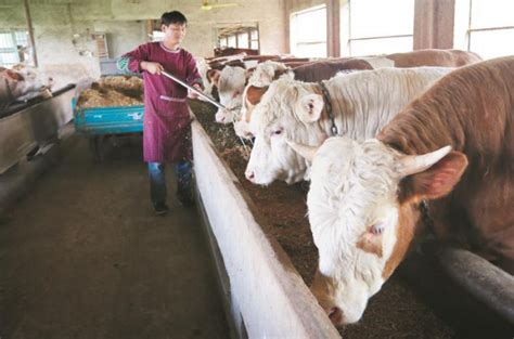 淮北：肉牛养殖带动乡亲致富|淮北_新浪新闻