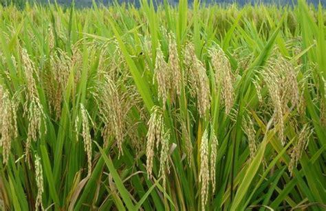 水稻亩产量多少_想种菜农业网
