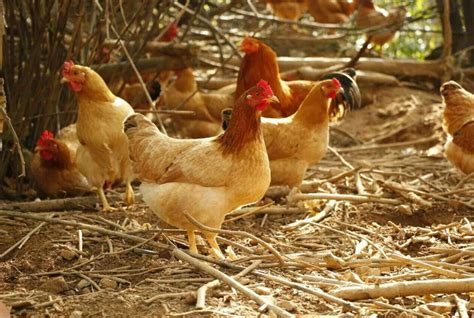 土鸡养殖技术、投资养殖土鸡要点及注意事项！ - 养鸡 - 蛇农网