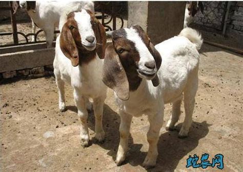 杜泊绵羊 杜寒杂交羊 育肥繁殖选纯种杜泊绵羊 活体波尔山羊羊羔-阿里巴巴