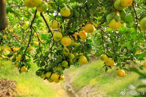 浙江湖州：“红美人”柑橘迎丰收-人民图片网