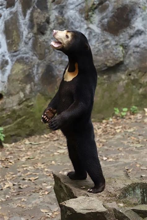 杭州动物园这只熊火了：因为太像人 被质疑是人假扮的 | IT科技时报
