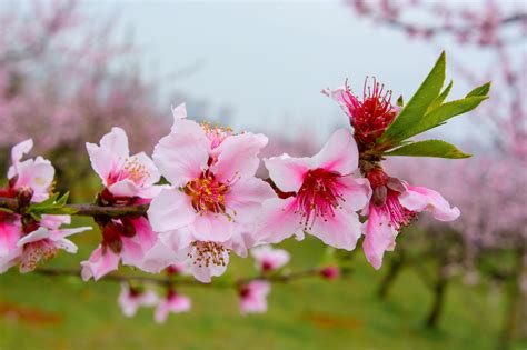 春天的桃花非常的美丽