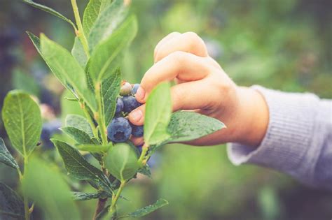 喜上“莓”梢 南川万亩蓝莓迎丰收 - 重庆日报网