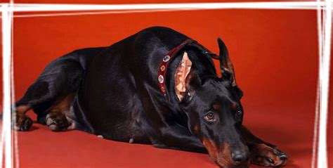 大型杜宾犬坐在地上图片-竖着耳朵的大型杜宾犬素材-高清图片-摄影照片-寻图免费打包下载