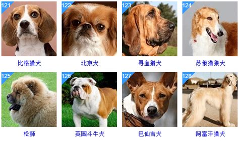 狗狗品种大全图片名字(178个宠物狗品种图片大全)|爱尔兰|猎犬|威尔士_新浪新闻
