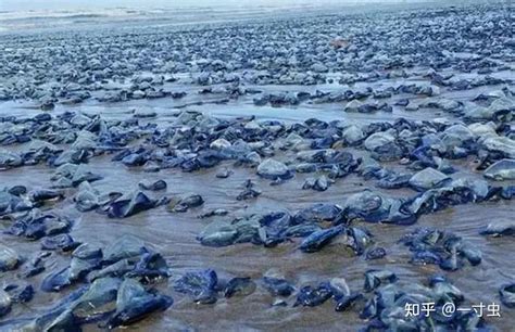 7年前，美海滩现大量生物遗骸，总数超十亿只，为何它们集体死亡 - 知乎