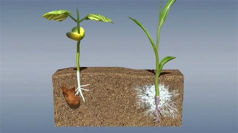 种子如何发芽 双子叶植物 它有两个胚叶（子叶）而单子叶只有一个