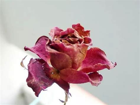 枯萎的玫瑰花图片,一束枯萎的玫瑰花图片,凋谢的玫瑰黑白图片_大山谷图库
