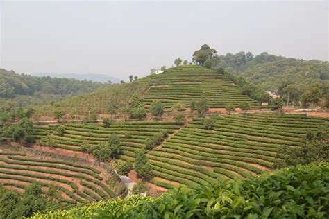 云南普洱：有机茶种植串起绿色发展、富民强市产业链 _www.isenlin.cn