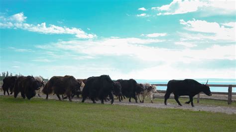 奔跑的牛群高清图片下载-正版图片303310164-摄图网