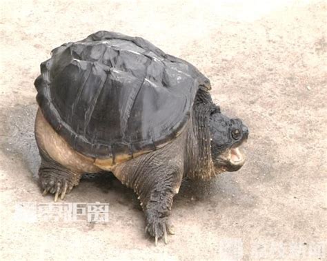 村民捉到奇怪大乌龟要放生 专家说：不能放！