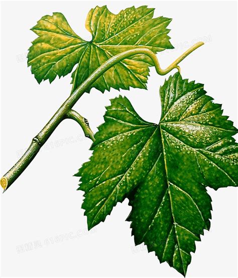 葡萄叶子图片