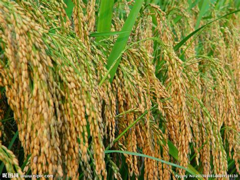 亩产2800斤的水稻,春优590品种水稻简介,矮杆大穗高产水稻品种_大山谷图库