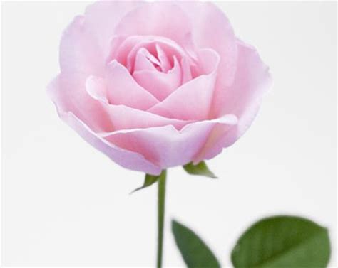 玫瑰代表什么(玫瑰花竟有10种颜色，你知道它们代表着不同的花语吗？) - 【爱喜匠】
