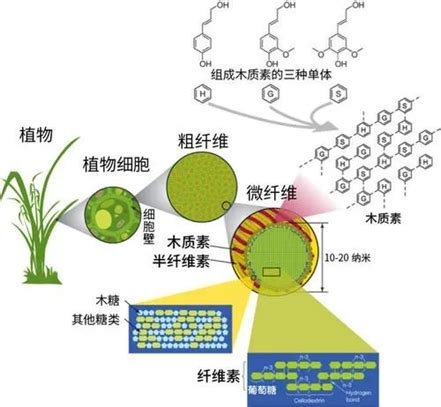Nature Chemistry：光催化模拟木脂素生物合成中的“非经典”氧化反应_CBG资讯