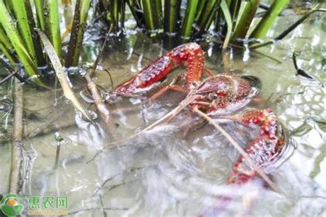 小溪上的野生小龙虾高清图片下载-正版图片600657508-摄图网