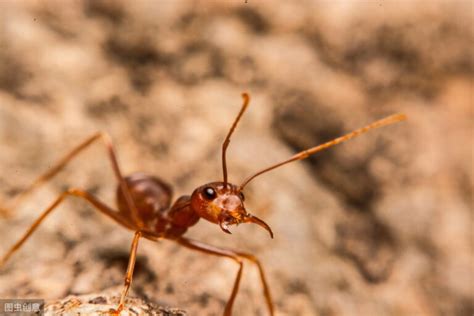 有翅膀的蚂蚁是什么蚂蚁_食养源