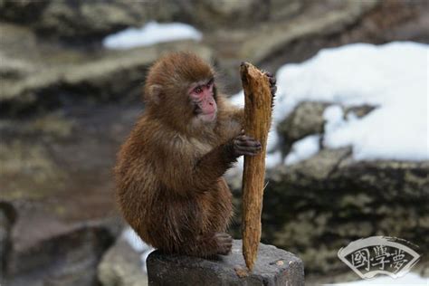 日本北海道函馆热带植物园群猴享受温泉 - 旅游视野 - 看看旅游网 - 我想去旅游 | 旅游攻略 | 旅游计划
