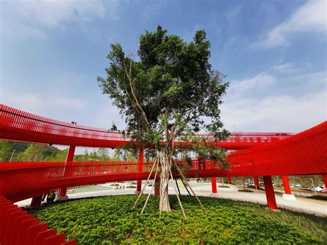 “红桥”闪亮登场！光明再添网红打卡地！ | 深圳活动网