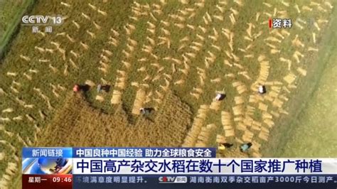 科学网—[转载]水稻种业的昨天、今天和明天 - 聂广的博文