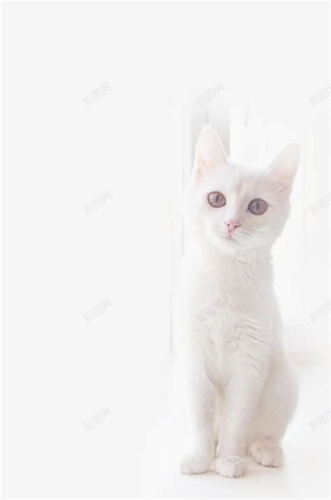 美短白,起司猫,壁纸_大山谷图库