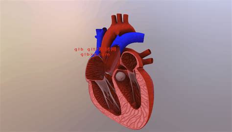 心跳心脏动画-glb，gltf，3D模型下载_glb gltf模型网