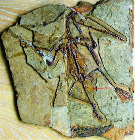 一枚“幸运”的翼龙蛋化石 - 神秘的地球 科学|自然|地理|探索