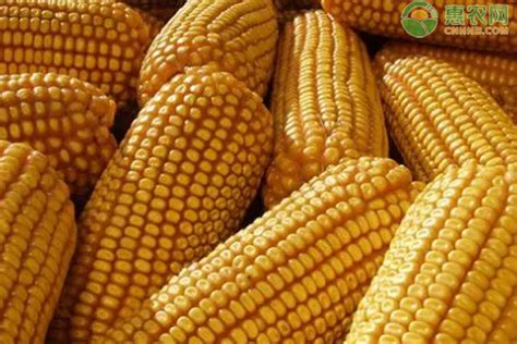 2023玉米行情价格及未来行情分析 - 惠农网