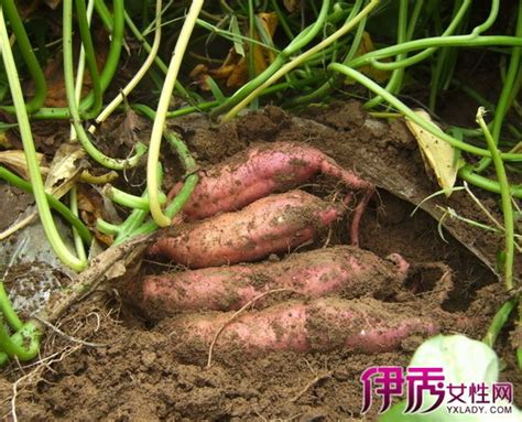 红薯怎么种？浅栽没用，土壤才是关键？_浅埋