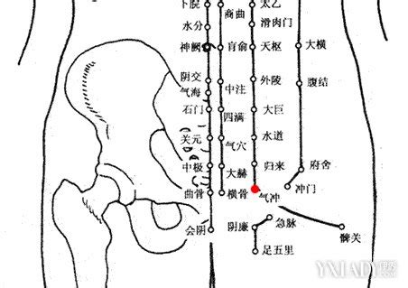 曲骨的准确位置图图片 曲骨的准确位置图图片