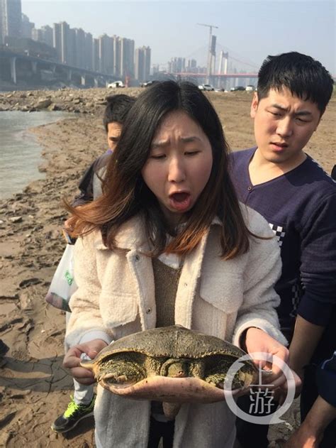 市民长江钓起30年大甲鱼，游人千元购买就地放生-上游新闻 汇聚向上的力量