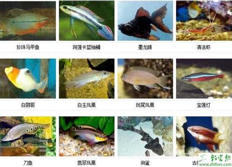 鱼名字大全图片品种,鱼的品种图片及名字,鱼的图片大全及名字_大山谷图库
