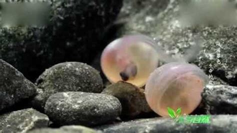 鲑鱼是如何从卵变成鱼宝宝的？来看鲑鱼孵化全过程实录！超精彩！_腾讯视频