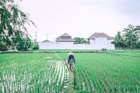 绿白农业自然清新稻田里农夫走在小道上农业种植背景图片免费下载 - 图星人