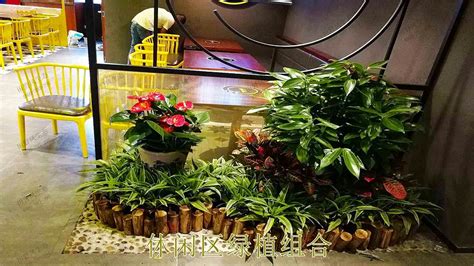 专业的绿植租赁平台 - 上海乐奇花卉园艺有限公司