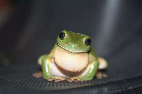 熟青蛙是什么意思-流行语百科