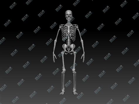 人体骨骼模型_人体骨骼模型 骨架教学模型 85cm骨架 关节模型 正骨模型 - 阿里巴巴