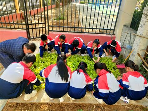 在学校小菜园里种植乐，获蔬果！钟村这所小学被评为广州5A级小农田建设学校