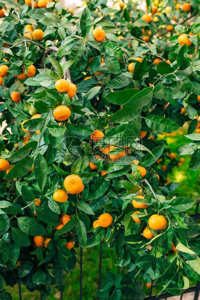 树上的橘子成熟的橘子黑山柑桔树橘园树上结了很多果高清图片下载-正版图片507376943-摄图网