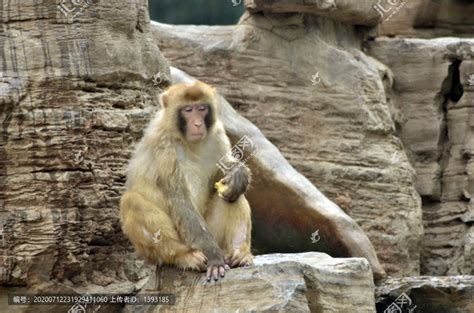 猴子一家坐在山上高清图片下载-正版图片505561092-摄图网
